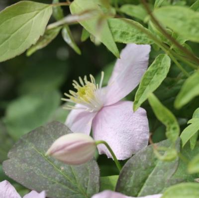 Clématite montana 'rubens'