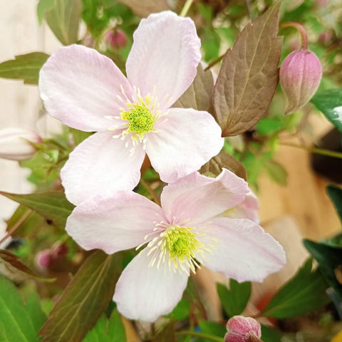 Clématite montana 'mayleen'