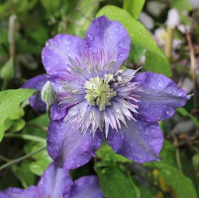 Clématite 'multi blue'