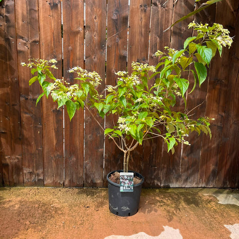 Clerodendron trichotomum fargesii