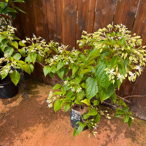 Clerodendron trichotomum fargesii