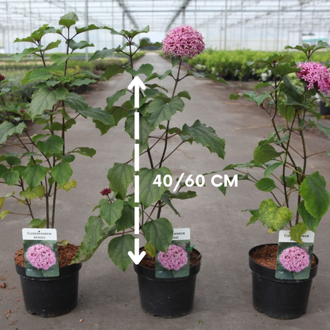 Clérodendron bungei