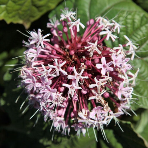 Clérodendron bungei