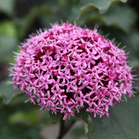 Clérodendron bungei