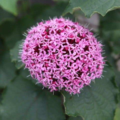 Clérodendron bungei