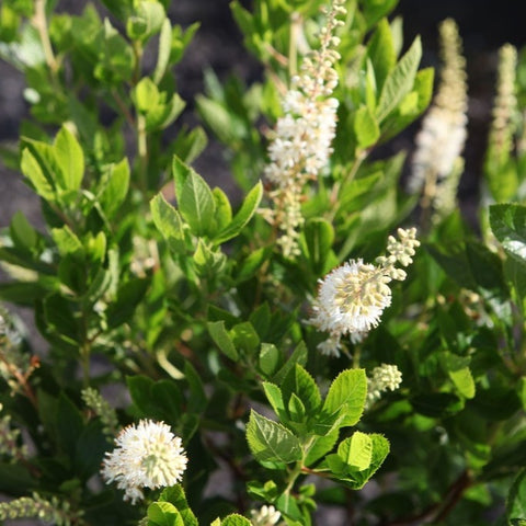 Clethra 'Hummingbird' - Clèthre à feuilles d’aulne