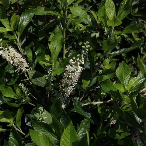 Clethra 'Hummingbird' - Clèthre à feuilles d’aulne