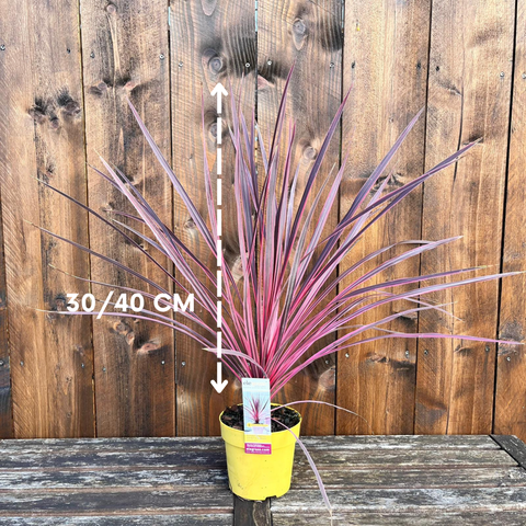 Cordyine 'charlie boy'