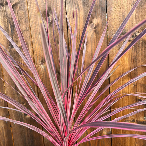 Cordyine 'charlie boy'