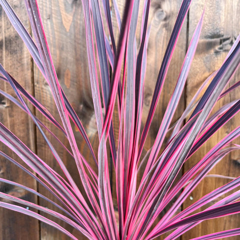 Cordyine 'charlie boy'