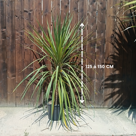 Cordyline australis / Cordyline australe