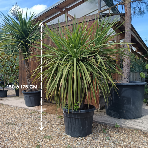 Cordyline australis / Cordyline australe