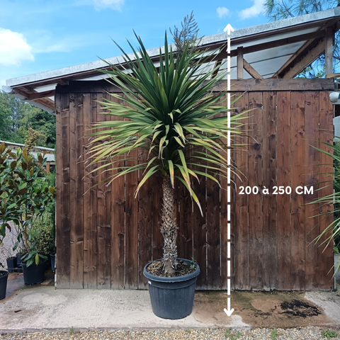 Cordyline australis / Cordyline australe