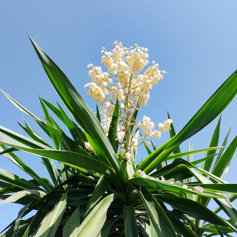 Cordyline australis / Cordyline australe
