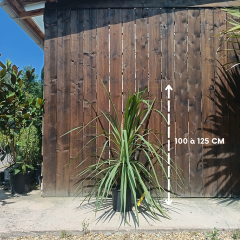 Cordyline australis / Cordyline australe