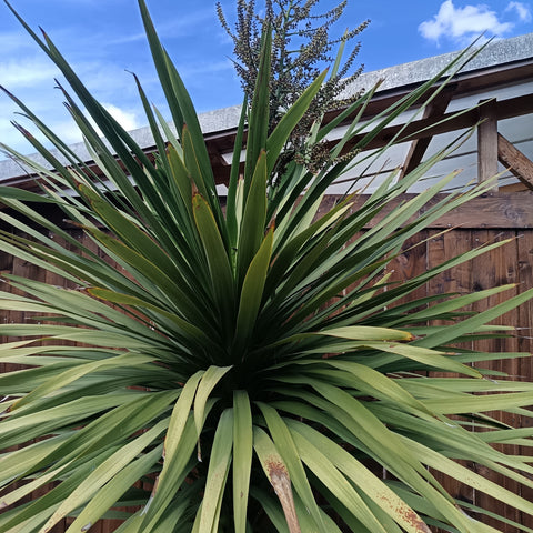Cordyline australis / Cordyline australe