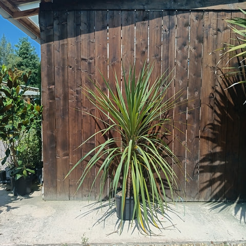 Cordyline australis / Cordyline australe
