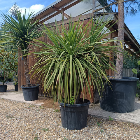 Cordyline australis / Cordyline australe