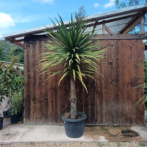 Cordyline australis / Cordyline australe