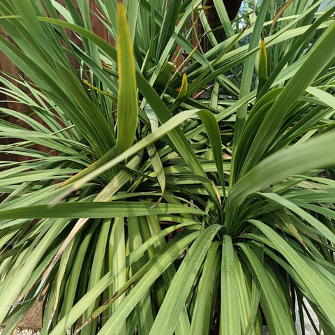 Cordyline australis / Cordyline australe