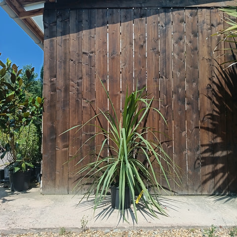 Cordyline australis / Cordyline australe