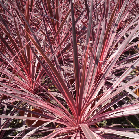 Cordyline 'pink passon'