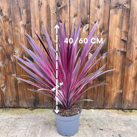 Cordyline 'pink passon'