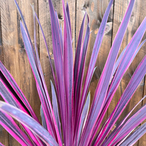 Cordyline 'pink passon'