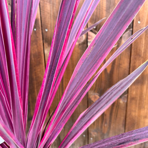 Cordyline 'pink passon'