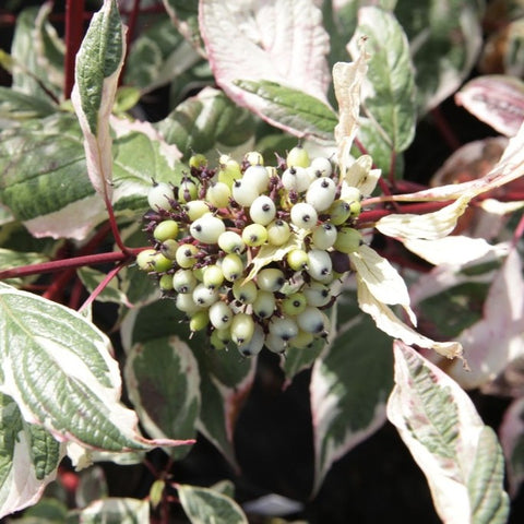 Cornus alba Sibirica Variegata