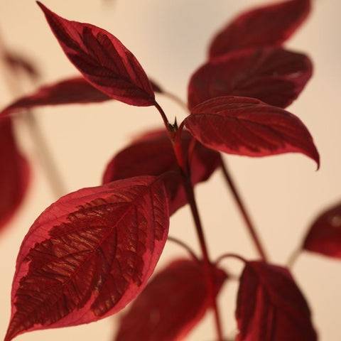 Cornus alba Sibirica Variegata