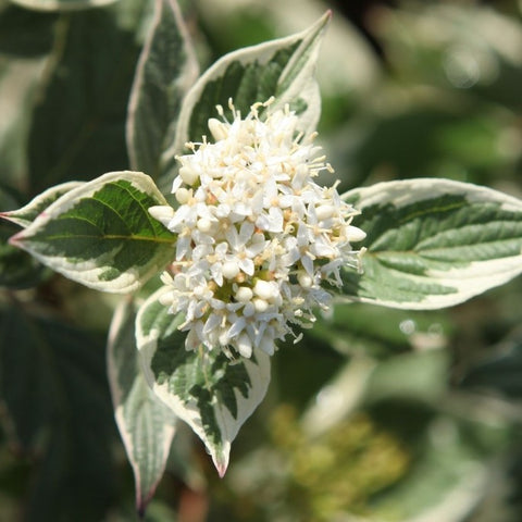 Cornus alba Sibirica Variegata