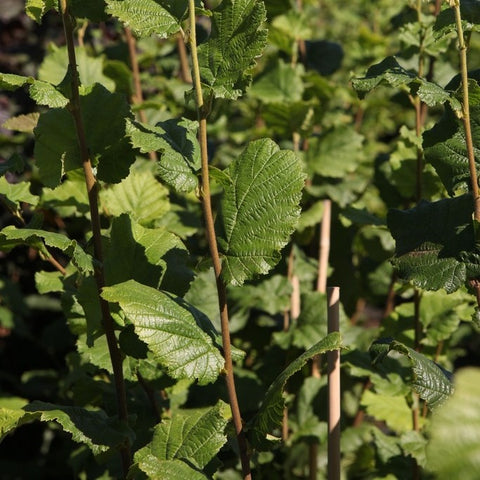 Noisetier 'webb's prize cob - Corylus