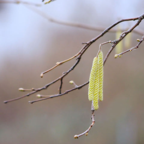 Noisetier 'webb's prize cob - Corylus