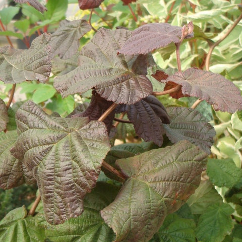 Noisetier tortueux 'red majestic'