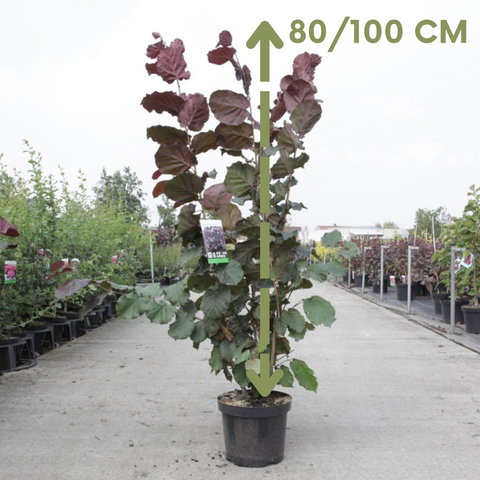 Noisetier maxima 'Purpurea'