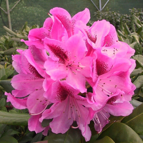 Rhododendron 'Cosmopolitan'