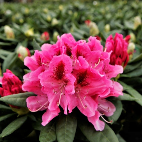 Rhododendron 'Cosmopolitan'