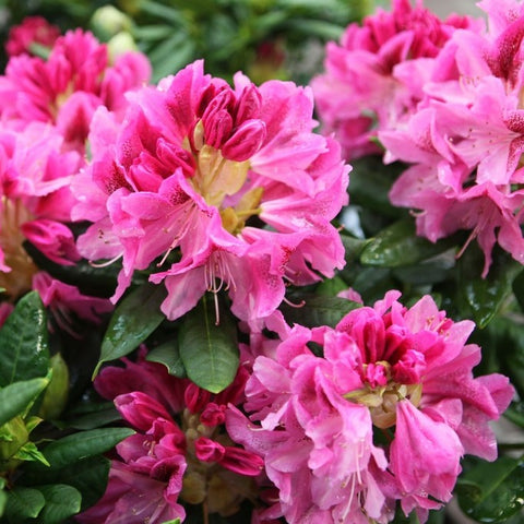Rhododendron 'Cosmopolitan'