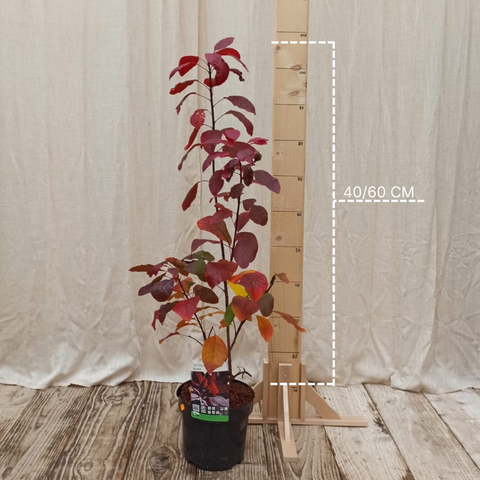 Arbre à perruque 'Grace'