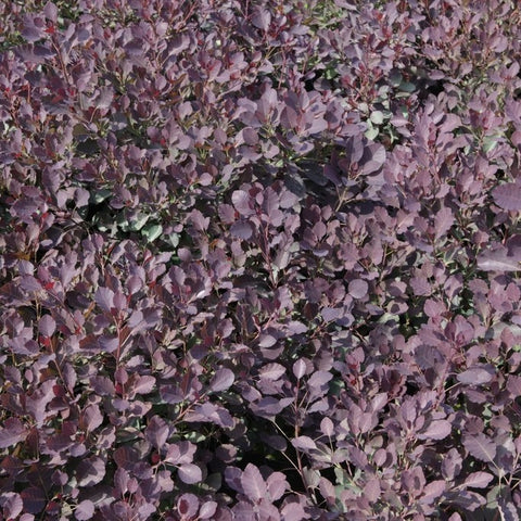 Cotinus 'Dusky Maiden'
