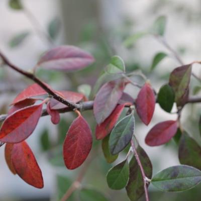 Cotoneaster Franchetii