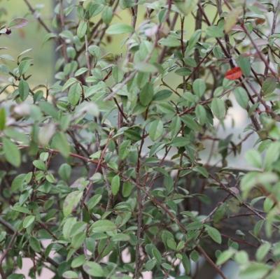 Cotoneaster Laiteux