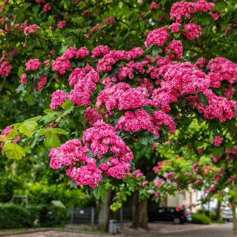 Aubépine rose - Crataegus 'Paul's Scarlet'