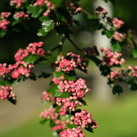 Aubépine rose - Crataegus 'Paul's Scarlet'