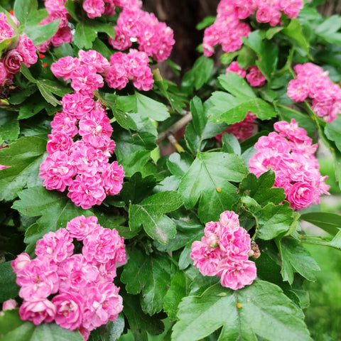 Aubépine rose - Crataegus 'Paul's Scarlet'