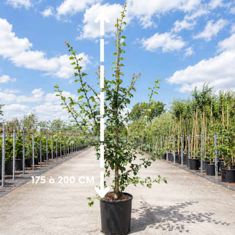 Aubépine rose - Crataegus 'Paul's Scarlet'