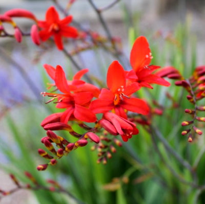 Crocosmia Lucifer