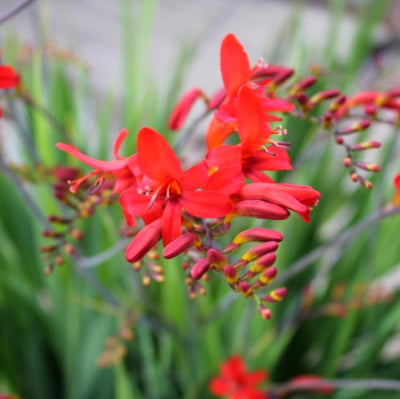 Crocosmia Lucifer