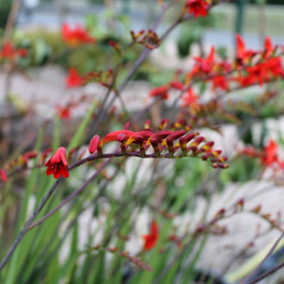 Crocosmia Lucifer